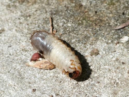 Réf. 350 611 : Cetoniinae inconnu